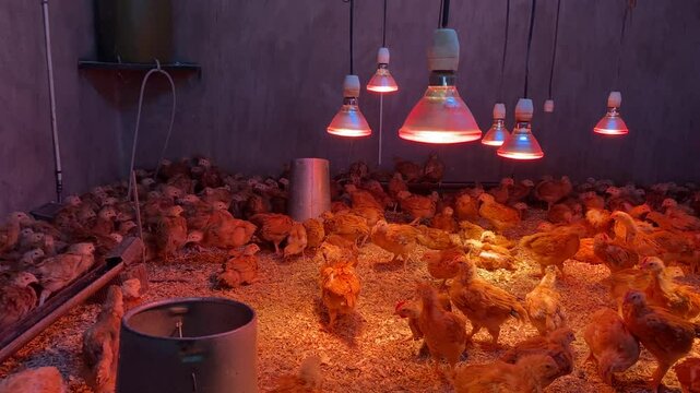 Many chicks rearing together on an organic farm with heat lamps