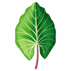 taro leaf