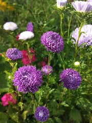 flower, flowers, bloom, nature, garden, vegetable garden, flora