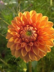 flower, flowers, bloom, nature, garden, vegetable garden, flora