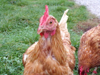 Poule marron