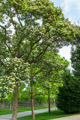 Blossom of Lavalle Hawthorn Tree (Crataegus x lavallei Carrierei) Thorn or May-Tree in city park...