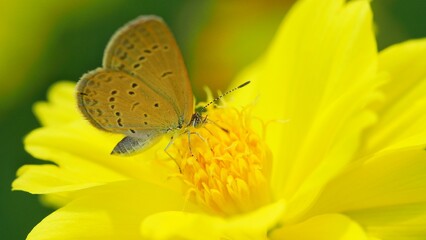 Butterfly on Yellow Flower - Close-up Macro Photography