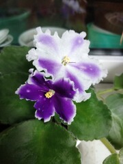 flower, flowers, bloom, nature, garden, vegetable garden, flora