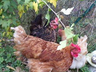 Poules noire et marron