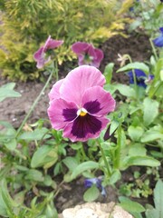 flower, flowers, bloom, nature, garden, flora