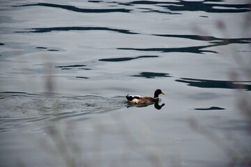 duck in the water