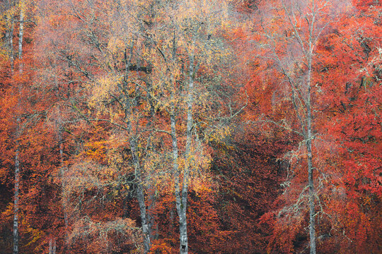 Faskally Forest, Scotland
