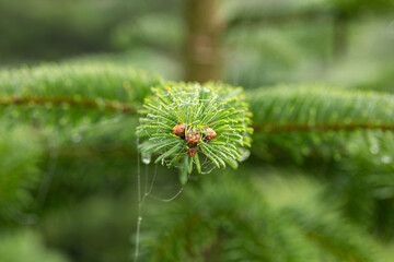 Christmas or evergreen pine tree branch with needles. Close up shot, shallow depth of field, no people