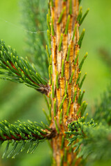 Christmas or evergreen pine tree branch with needles. Close up macro shot, shallow depth of field, no people