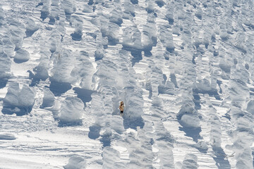 Japanese people are traveling to see snow monsters on Mt. Zao.	