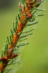 Christmas or evergreen pine tree branch with needles. Close up macro shot, shallow depth of field, no people