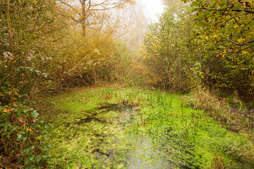 Small natural forest pond in autumn. Morning fog, overgrown wild vegetation, no people