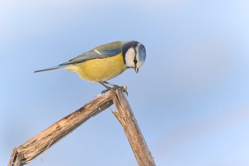 A cute blue tit sits on the branch, blue sky in the background.  Cyanistes caeruleus