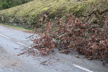 Arbres tombés sur la route
