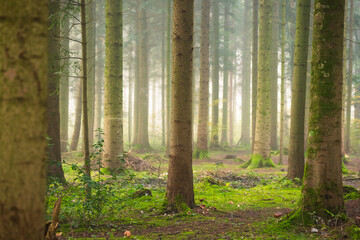 Foggy forest scene in late autumn. Thick morning haze, moody atmosphere, no people