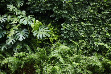Tropical green plant wall background