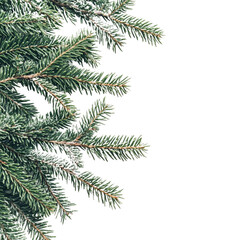 A pine tree branch isolated on a white background.