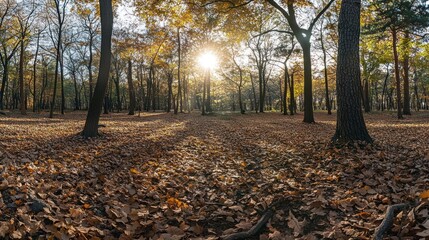 Obraz premium Golden Autumn Forest