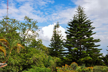 Fototapeta premium pine trees in the mountains