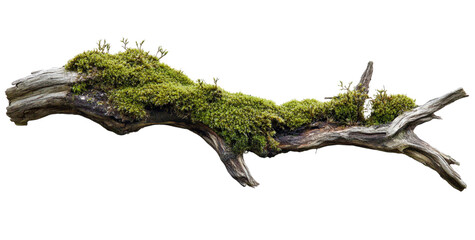 Beautiful moss on the old wooden branch against a white background