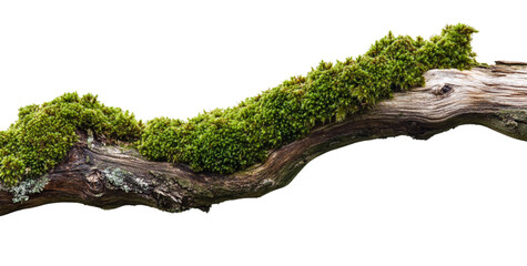 Beautiful moss on the old wooden branch against a white background