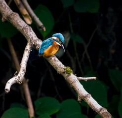 Kingfisher bird perched on a tree branch in an outdoor setting