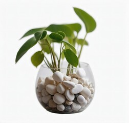 "Small Plant in Glass Vase with White Rocks on Transparent Background (PNG)"