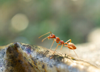 red ant in the forest