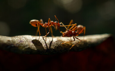 red ant in the forest