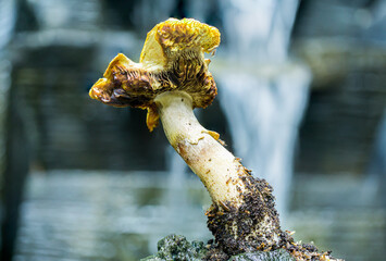 view of small mycena mushroom 