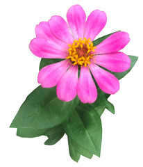 Close-up of pink Zinnia Flower
