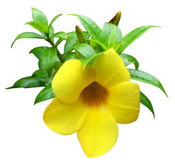 Allamanda Trumpet Yellow Flower with green leaves