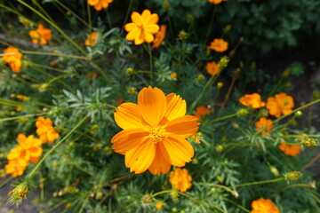 Bright orange flowers of Cosmos sulphureus in July