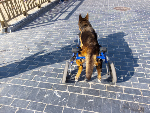 Close-up of a German Shepherd on his back with a dog wheelchair walking on asphalt on a sunny day.