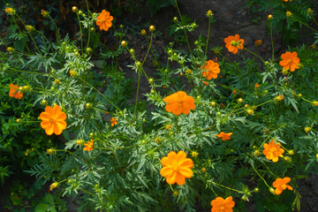 Buds and orange flowers of Cosmos sulphureus in July
