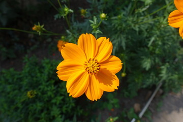 Close view of orange flower of Cosmos sulphureus in July