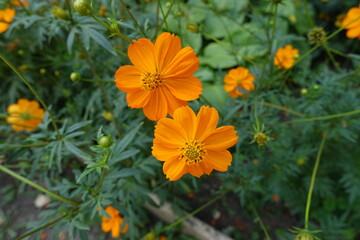 Couple of orange flowers of Cosmos sulphureus in July