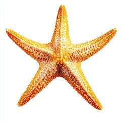Light orange starfish in vivid colors, cut out isolated on white a background