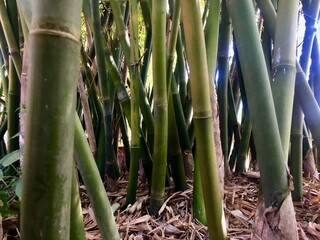 Fototapeta premium bamboo