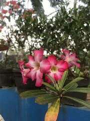 Ping frangipani flowers bloom in the garden