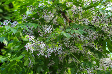 Melia azedarach (Rosary tree or Chinaberry) flowers are small and fragrant with light purple or lilac petals flowering occurs in spring-summer.