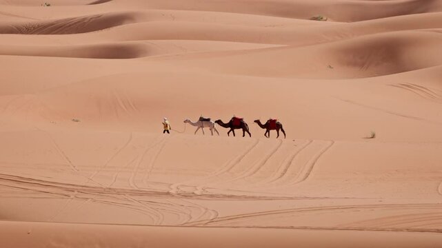 Local guy walking three camels in sahara dest of morocco dunes