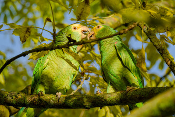 a pair of the yellow-headed amazon parrots are perching on a tree branch in the park of Stuttgart