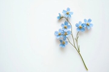 a Forget me not isolated on white 