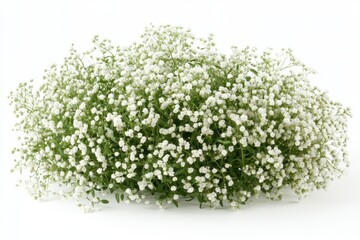a Gypsophila isolated on white