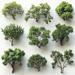 Obraz premium Lush green trees in various species showcasing detailed foliage and branches. This collection highlights beauty and diversity of nature trees, perfect for nature enthusiasts