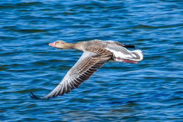 Duck flying in the Tablas de Daimiel National Park, Ciudad Real Province, Castilla-La Mancha, Spain