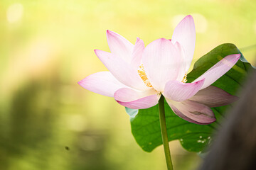 Lotus flowers blooming in the summer pond [4K]