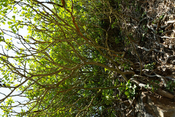 baum von unten krone